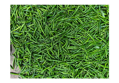 Green Chilli In Kerala
